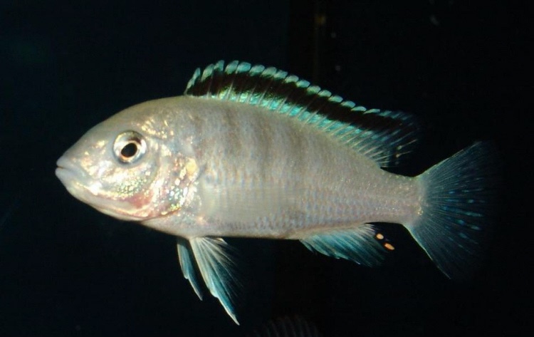 Labidochromis caeruleus 'Lundo Island'